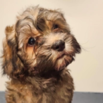 Havanese puppy for sale