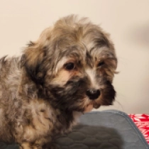Havanese puppy for sale