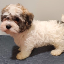 Havanese puppy for sale