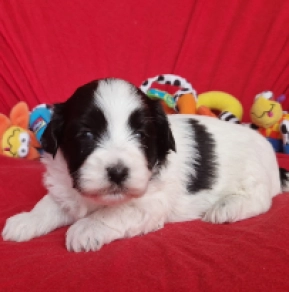 Havanese puppy for sale