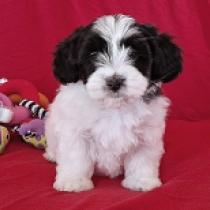 Havanese puppy for sale