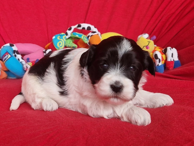 Perros Bichón Habanero en venta