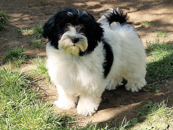 Havanese puppy for sale
