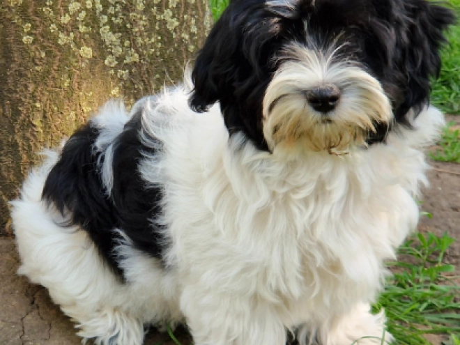 Havanese puppy for sale