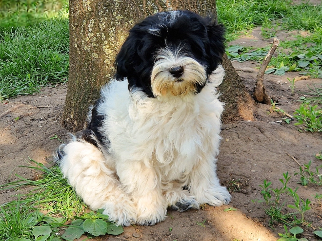 Havanese puppy for sale