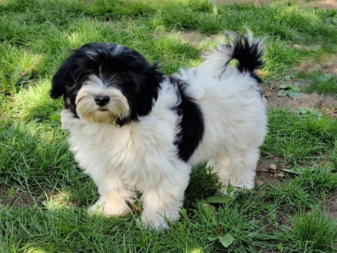 Havanese puppy for sale