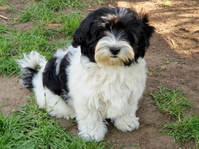 Havanese puppy for sale