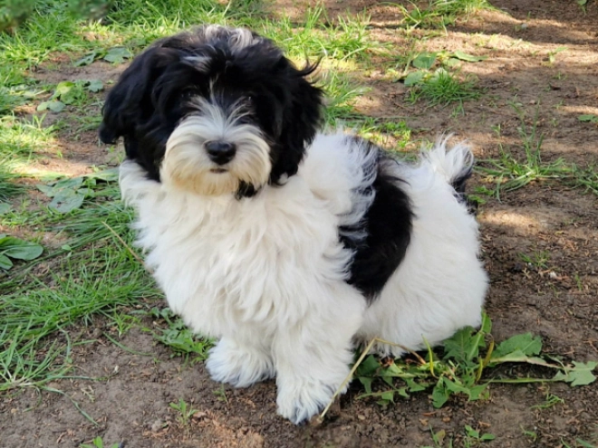 Havanese puppy for sale