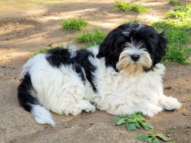 Havanese puppy for sale