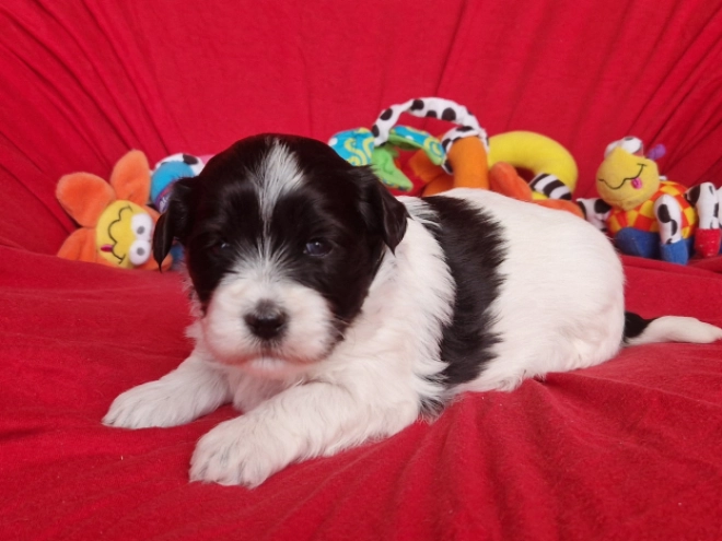 Perros Bichón Habanero en venta