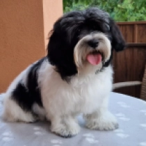 Olivia, black and white Havanese for sale