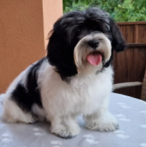 Havanese puppy for sale