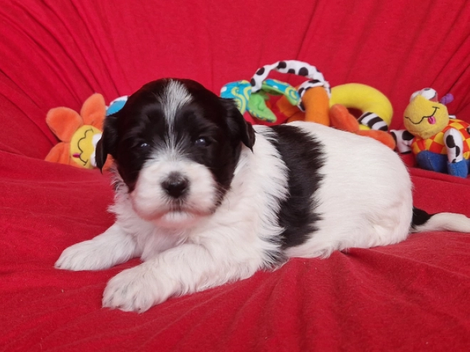 Perros Bichón Habanero en venta