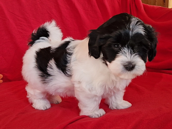 Perros Bichón Habanero en venta