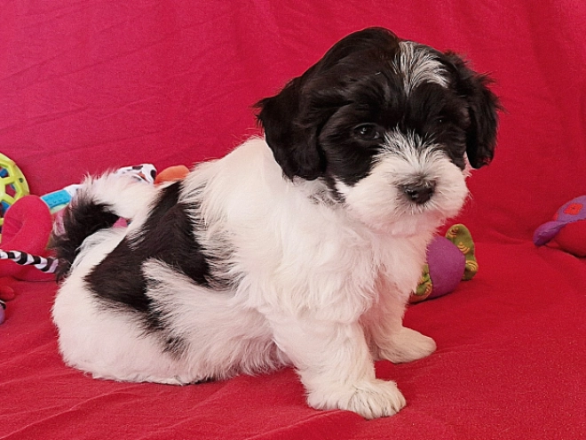 Perros Bichón Habanero en venta