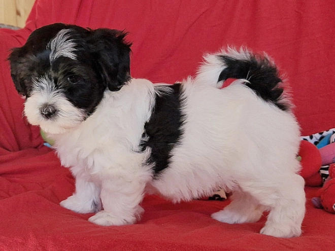 Perros Bichón Habanero en venta