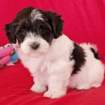 Havanese puppy for sale