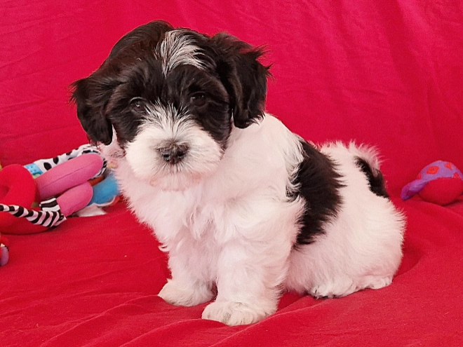 Perros Bichón Habanero en venta