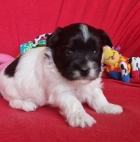Perros Bichón Habanero en venta