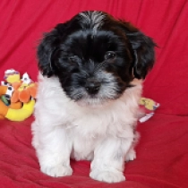 Havanese puppy for sale