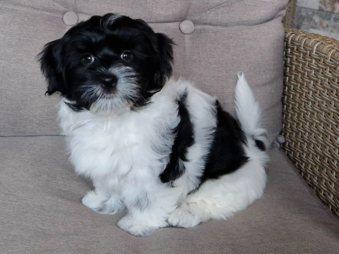 Perros Bichón Habanero en venta