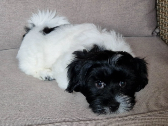Perros Bichón Habanero en venta