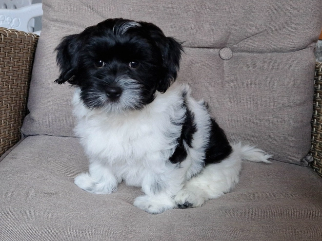 Perros Bichón Habanero en venta