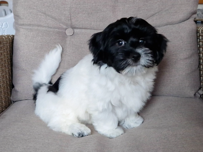 Perros Bichón Habanero en venta