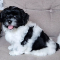 Oberin, black and white Bichón Habanero en venta