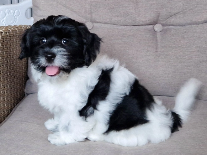 Perros Bichón Habanero en venta