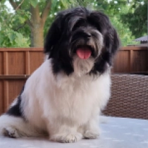 Oberin, black and white Havanese for sale