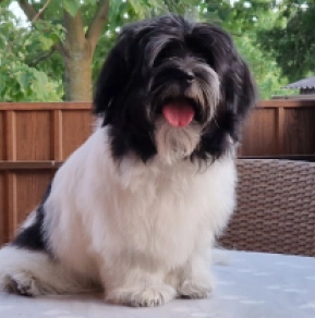 Havanese puppy for sale