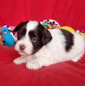 Havanese puppy for sale
