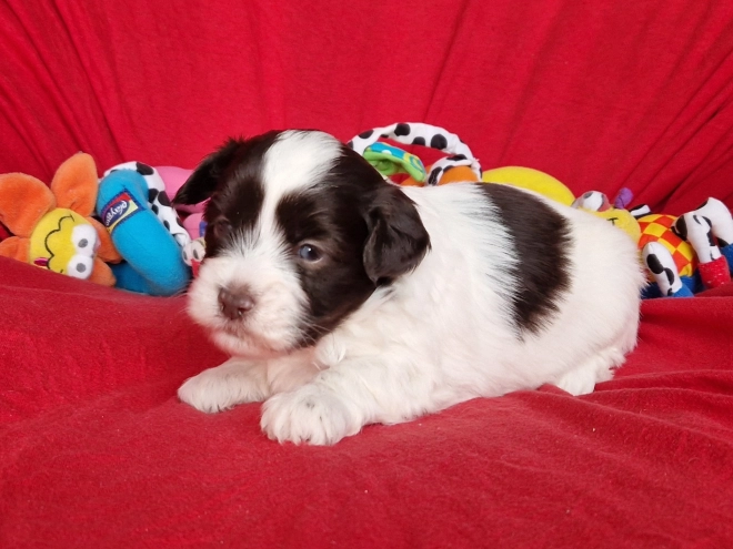 Havanese puppy for sale