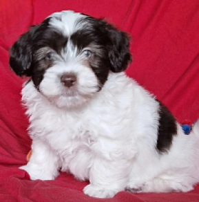 Havanese puppy for sale