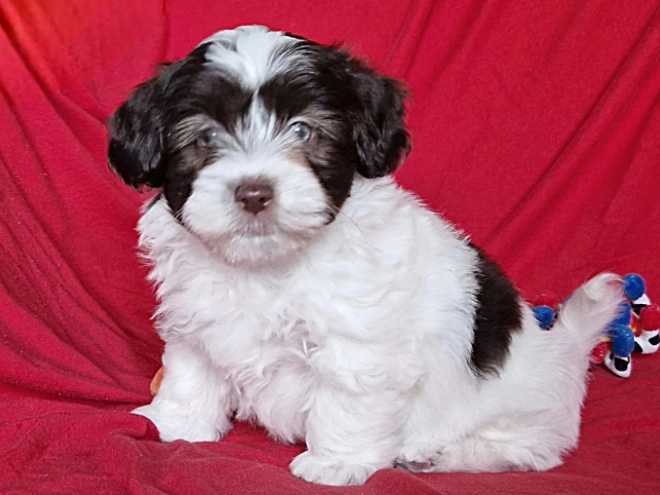 Havanese puppy for sale