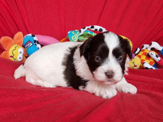 Havanese puppy for sale