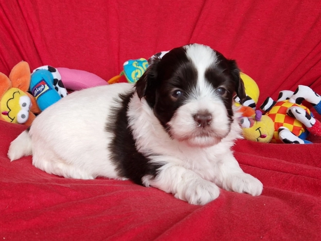 Havanese puppy for sale