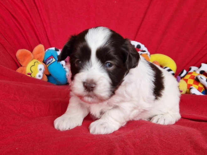 Havanese puppy for sale