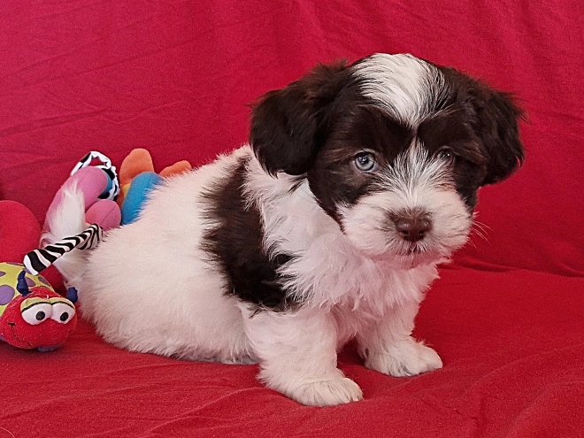 Havanese puppy for sale