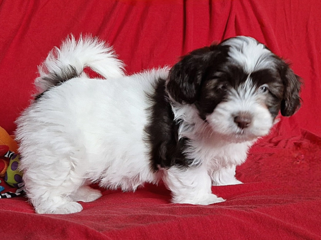 Havanese puppy for sale