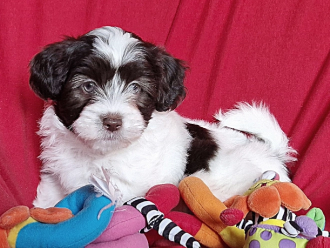 Havanese puppy for sale