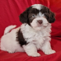 Havanese puppy for sale