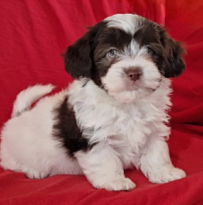 Perros Bichón Habanero en venta