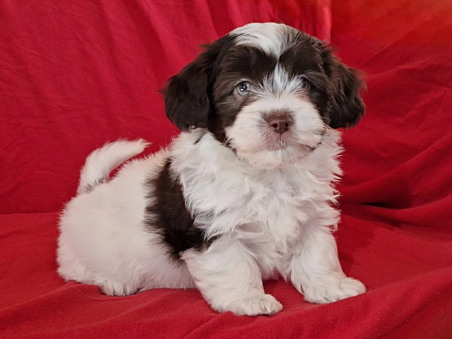 Havanese puppy for sale