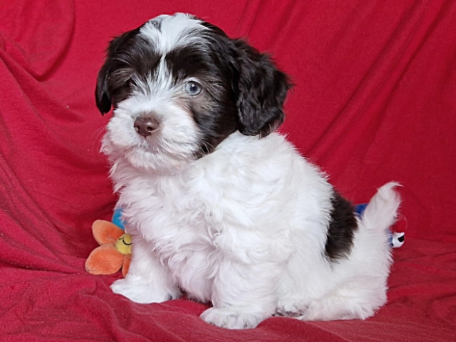 Havanese puppy for sale