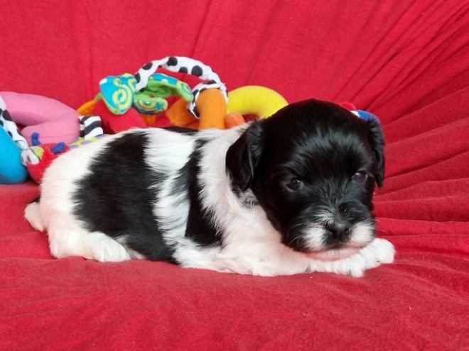 Perros Bichón Habanero en venta