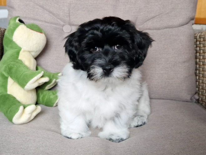 Perros Bichón Habanero en venta
