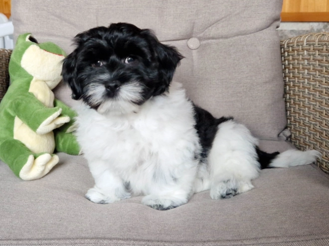 Perros Bichón Habanero en venta