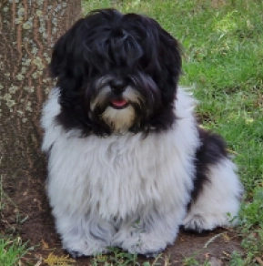 Havanese puppy for sale